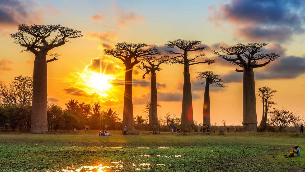 baobab alej madagaskar